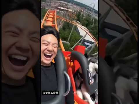 犬も猫も赤面するほど🤣#shortvideo #shorts #cat #dog