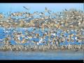 Importance and Characteristics of Salt Marshes