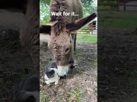 Beverly is at it again! #imasurvivorsanctuary #donkey #cat #funny