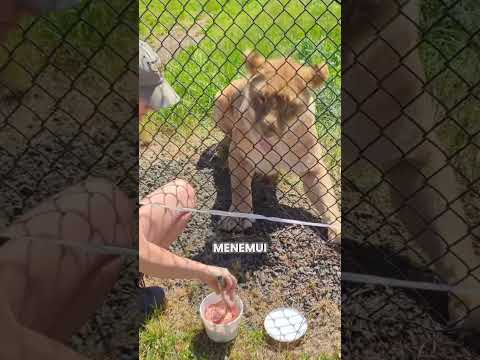 singa marah ingin memiliki pasangan ‼️💕 #shorts