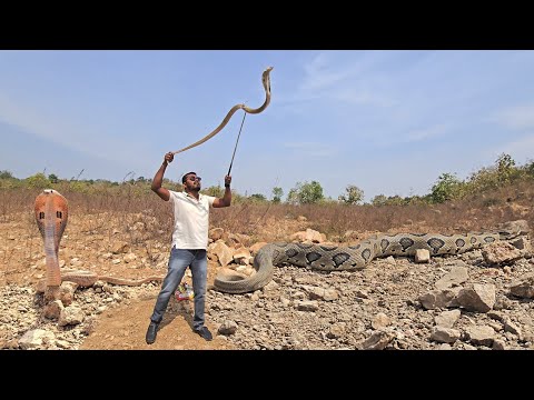 #Indian #spectacled venomous snakes release contact.7396969617