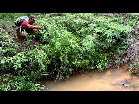 MANCING IKAN BAUNG DI AIR YANG SANGAT JERNIH HASIL NYA DI LUAR DUGAAN MAS BRO