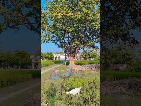 हमें तो गांव पसंद है🏚️🌾