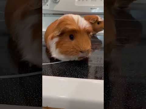 Guinea pig has the whole bakery! 🍑 ￼#gyatt #funny #guineapig #relatable #pet #cooking #food