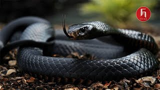 Hati-Hati Jika bertemu Hewan Ini ‼️ 8 Hewan Yang Memiliki Bisa Paling Berbahaya Di Dunia