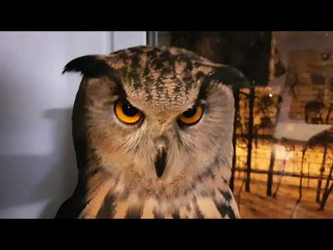 Совушки могут делать кусь. И хвать. Потому что у них ЛАПКИ!