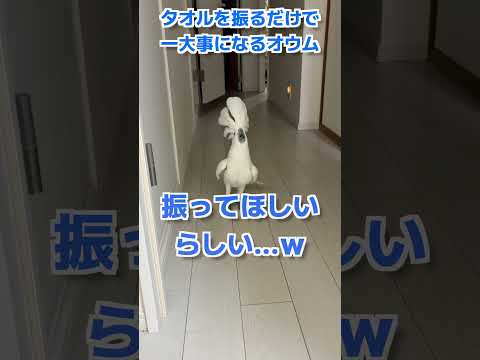 タオルを振っただけなのに大事件になるオウムw #shorts