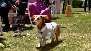 Cachorrinho Rouba A Cena Na Festa De Casamento Da Sua Irmã!
