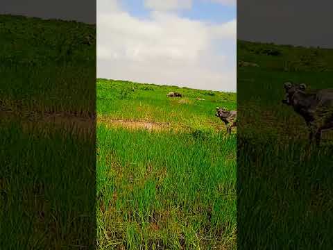 #sorts #bannibuffolo #❤️❤️😍😍