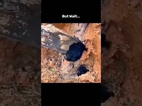 From Digging a Hole to Driving a Supercar!