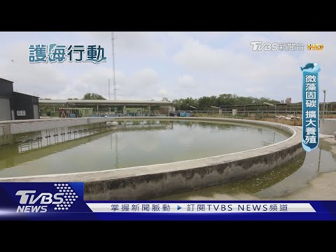 吸碳神器! 微藻固碳是樹的6倍 還能淨化廢水｜護海行動｜TVBS新聞 @TVBSNEWS01 - YouTube