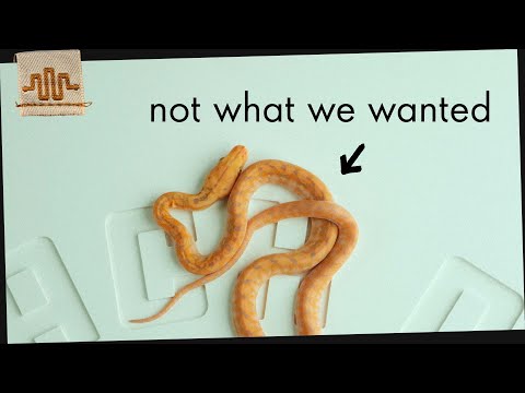 the odds were not in our favor | Clutch #20 | The  Connect with Reach Out Reptiles on Social Media_
Patreon - https_//www.patreon.com/ReachOutReptiles
