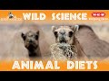 Animal Dietary Categories and Adaptations