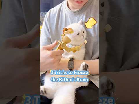 🐈🥶🧠3 tricks to freeze the kitten’s brain!😀😂❤️#cat #cute #pets