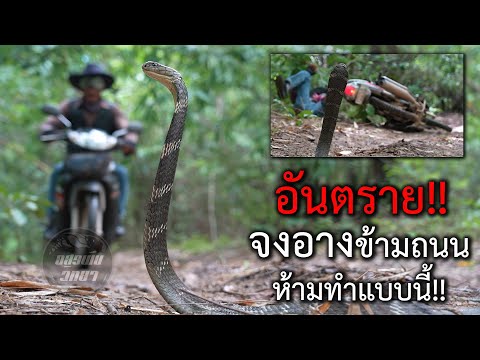 จงอางข้ามถนน ห้ามทำแบบนี้!! อสรพิษวิทยา EP.221