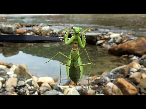 寄生されたカマキリを温泉に入れると…