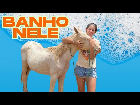 Primeiro banho dos potrinhos! E Aninha quase saiu correndo! 🐴💦