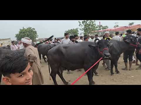 Mandhaiyai pashu peth kya Gzb ki Murra bakdi bhes chali Haryana ke kaithal #youtube #cute