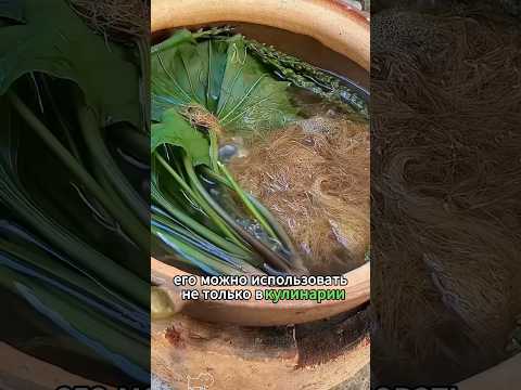 This is a little grass that is not noticed, but it has a great effect.#youtubeshorts #knowledge
