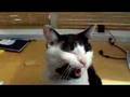 Cat singing happy birthday