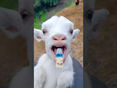 ياغنماتي مع شفا 🌈ماع ماع 🐐