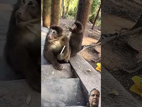 Monkeys snatched Mobil for return #monkey#cute #funny#mountain traveler#https://linktr.ee//yasapauri