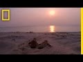 Loggerhead Turtle Facts and Behavior