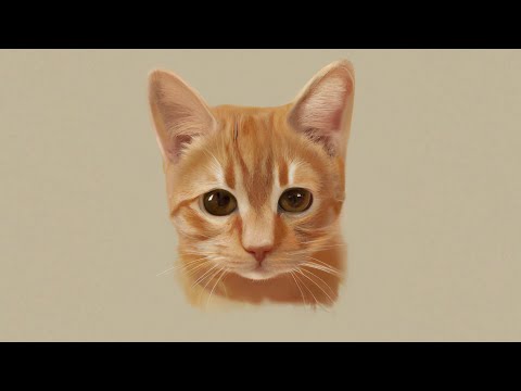 1 Saat Boyunca Kedi Oluyorum |  Stray #1