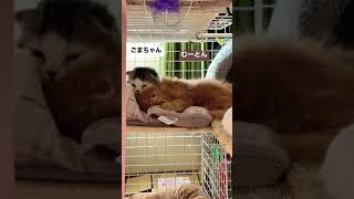ふみふみにゃんこ