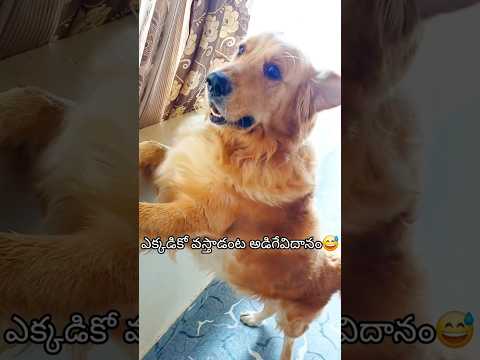 తీసుకుని వెళ్లలేదని ఎల గోళ్లుతో రక్కాడో😭😭/#funnyanimal #cuteanimal #funnydog