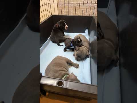 障害!口蓋裂のエキゾチックブリー・生後35日目・ライブ ハイライト