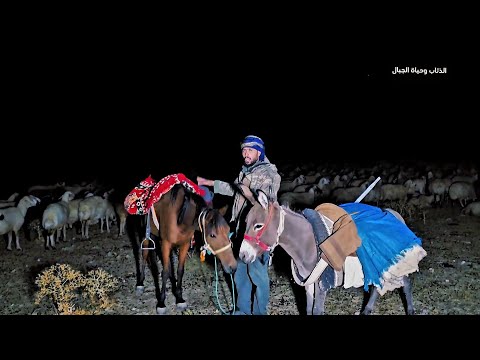 الذيب يبدل لونه - هل الذيب يتغير لونه