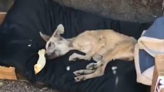 Curled Like A Crumpled Leaf, The Pup Shaking From Hunger - Until One Piece Of Bread Made Him Sobbed.