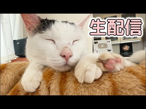猫の動画サムネイル - 6/8 夜の猫たちと生配信！