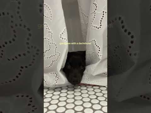 LET ME BE IN YOUR SKIN -every dachshund ever #dachshund #miniaturedachshund #puppy #dachshundpuppy
