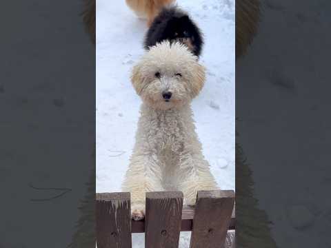 From playful paws to loyal hearts ❤️..#dog #funnydogs #doglife #dogshorts #viralshorts
