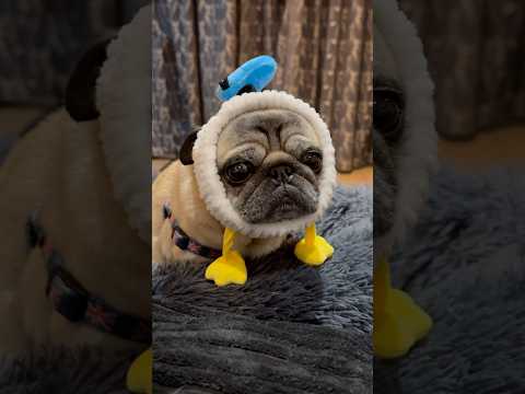 Pug meets DONALD DUCK! 🤣 #pugdog #cutedog #funnydog