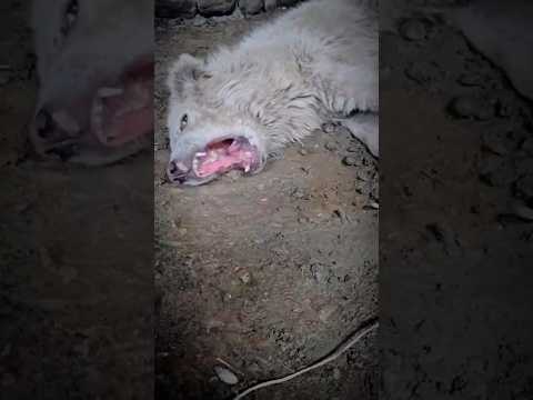 Mistreated dog meets kind rescuer #shorts #dog #rescuedog