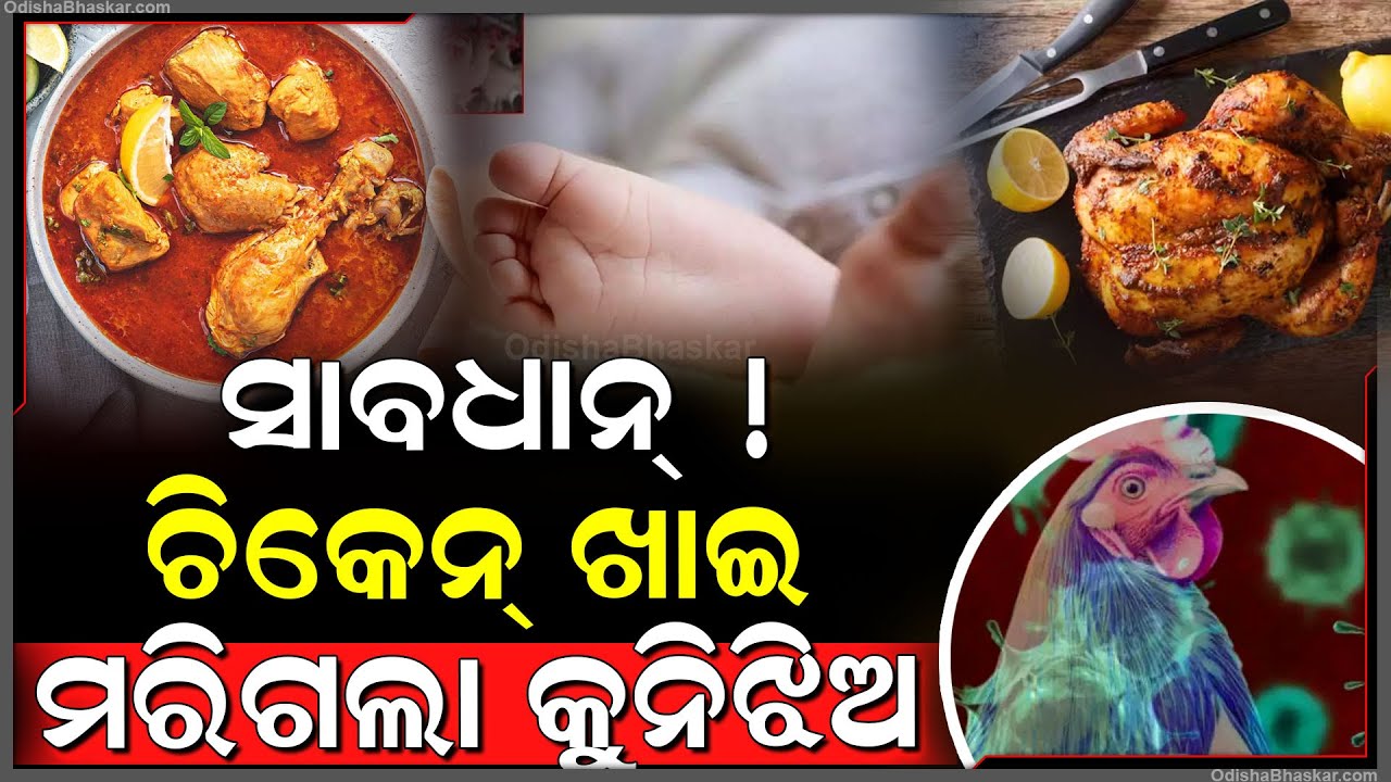 ପୁଣି ଚିକେନ୍ ନେଲା ଜୀବନ , ଚିକେନ କାଇ ସେଇଠି ଟଳି ପଡିଲା କୁନିଝିଅ , ବାପା ମା’ଙ୍କର କୋଳ ହୋଇଗଲା ଶୂନ୍ୟ