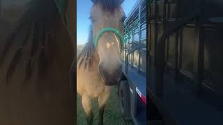 Diesel is on a diet so he had a healthy lunch! All his favorites! #handsome #hungry #horses