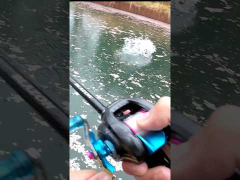 雨の日バス釣りはマジでやばい！春のバス釣り攻略方がこちら！ #バス釣り #fishing