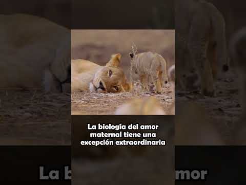 Un Débil Cachorro de León Recibe una Segunda Oportunidad en la Vida #SHORTS
