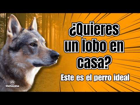 Perro Lobo Checoslovaco: El Verdadero Heredero del Lobo