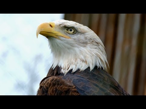 Suara Burung Elang Vs Rajawali