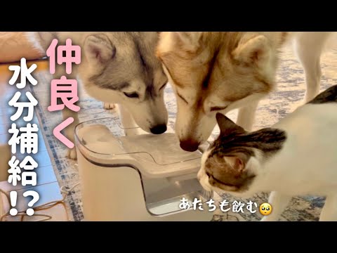 水分補給も一緒にするようになった？猫とハスキー姉妹【PETGUGU】【自動給水器】【自動給餌器】