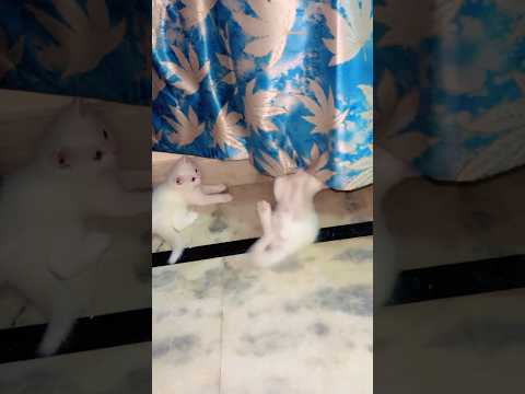 Cat game videos 🥰#catvideos #catshorts #youtubeshorts #trending #shortsfeed #cutecat #funnycat #cat