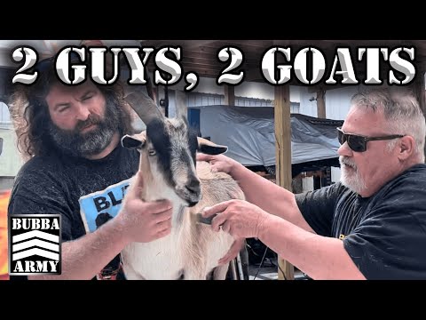 Behind the Scenes: Bubba And Lummy Shave the Goats - #TheBubbaArmy