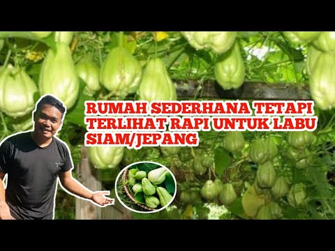 MEMBUAT TIANG RAMBATAN UNTUK LABU SIAM/ JIPANG SEDERHANA DAN MURAH