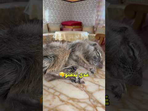 وداعا السكويتشي 🥲