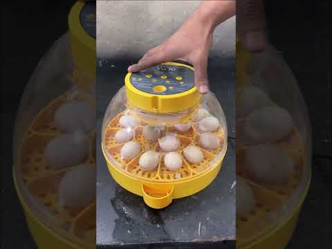 Fantastic ,16 Eggs Full Automatic MINI EGG INCUBATOR